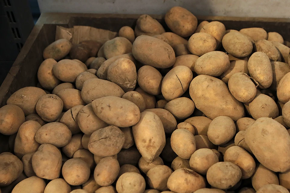 В НАН Беларуси сказали, что в Госреестре зарегистрировано 189 сортов белорусского картофеля.
