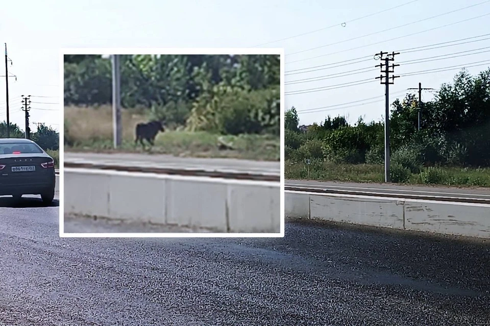 Фото: Услышано Кинель