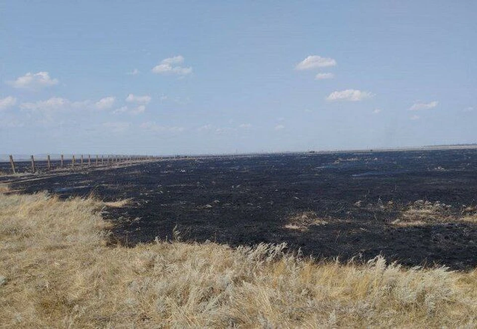Пожары в лесах и полях стали проблемой для Херсонской области этим летом ФОТО: ГУ МЧС Херсонской области