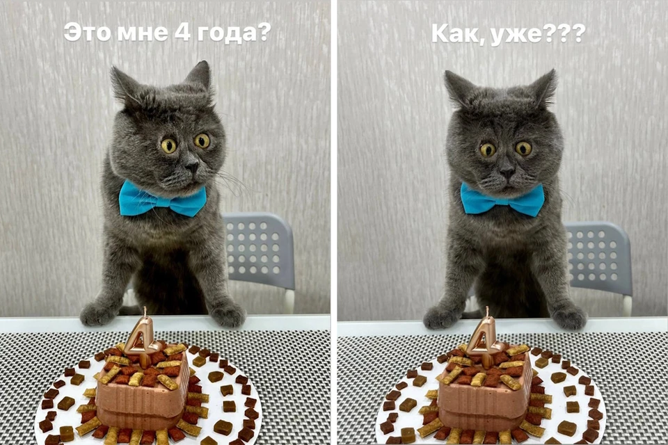 Самому не верится: звездному коту-блогеру Феде из Ростовской области стукнуло четыре года. Фото: Жданова Наталья