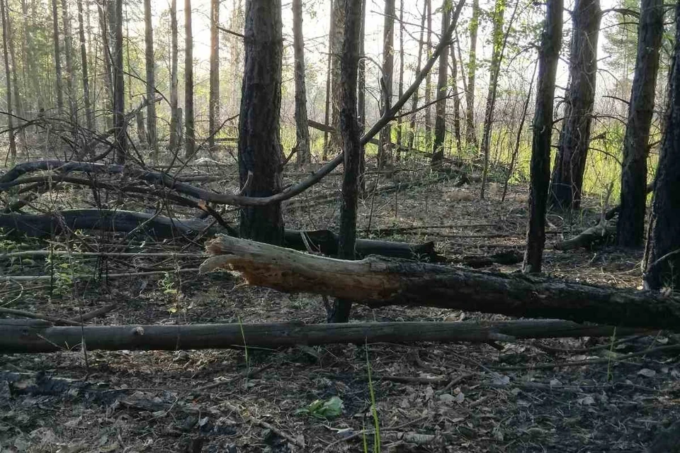 За неделю, с 21 по 27 августа, в Югре потушили 7 лесных пожаров. Фото: предоставлено КП