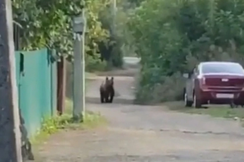 Медведя заметили рядом с домами // кадр видео: vk.com