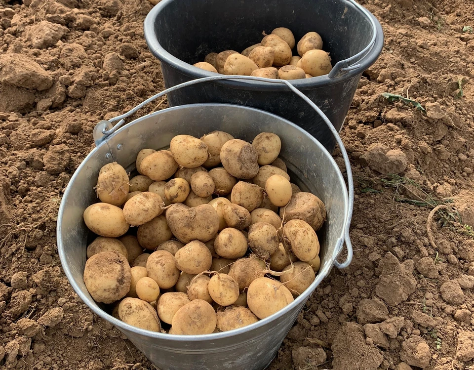 Нужно отсчитать 90 дней от момента посадки картофеля, только затем клубни можно выкапывать