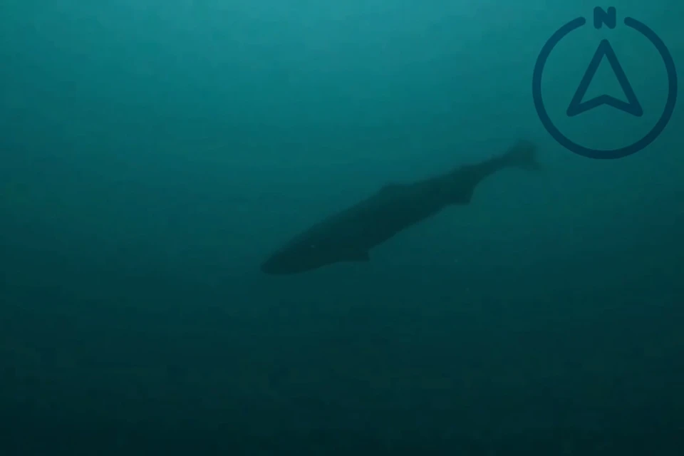 В водах Баренцева и Белого морей встречаются акулы. Фото: скриншот видео / t.me/namurmansk