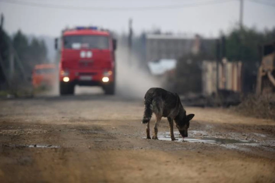 Дончанка устроила пожар из-за собаки