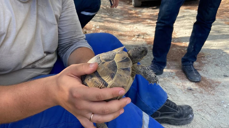 Черепаха выжила после пожара в Геленджике