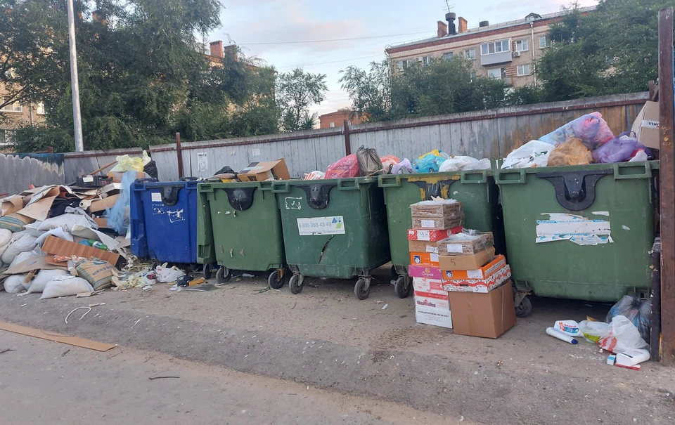 Как только в Волгограде разгребут весь мусор на контейнерных площадках, начнется ликвидация крыс