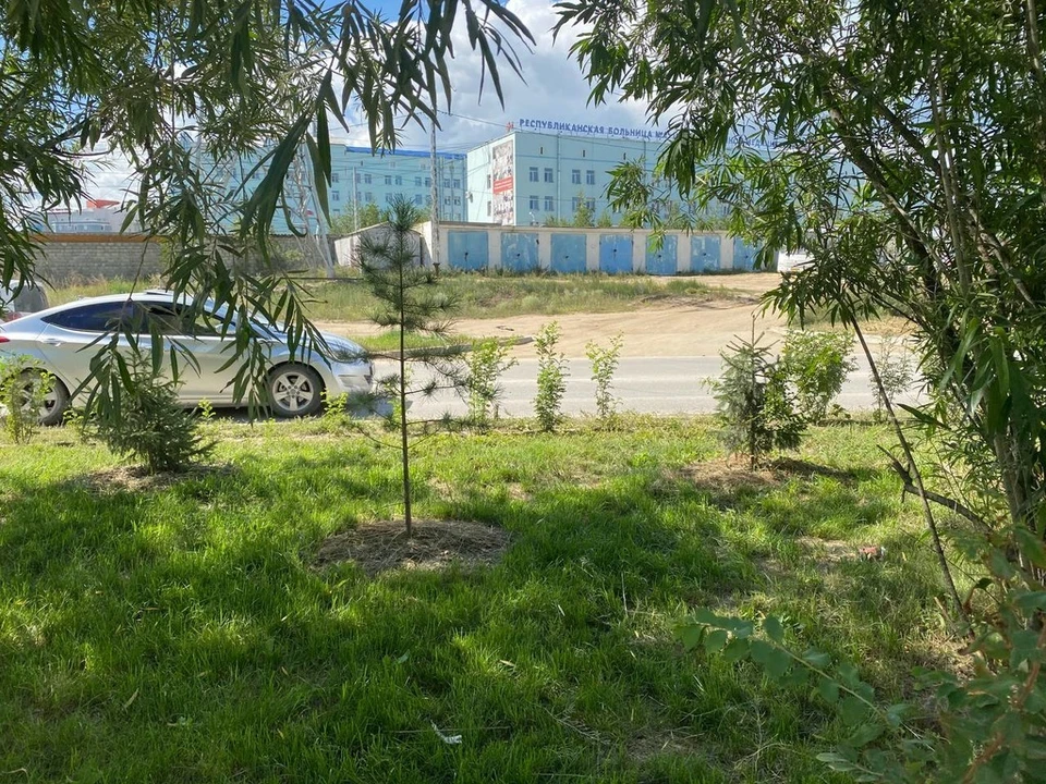 Эксперименту по озеленению по улице Петра Алексеева уже третий год