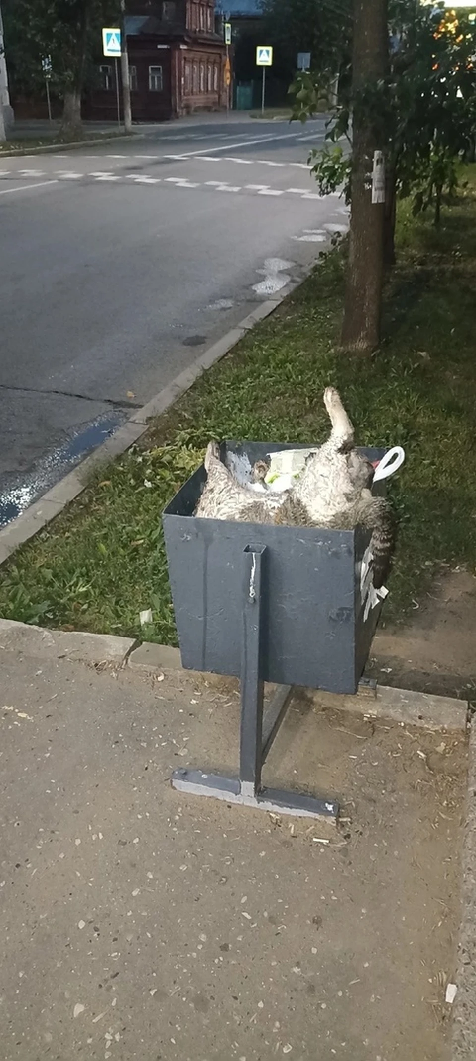 Костромичи нашли в урне на остановке мёртвую кошку. Фото: vk.com/anonymouscomplaint