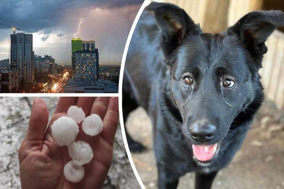 Собака испугалась удара стихии и сбежала. Фото: Алена КУЛЕШОВА // Предоставлено читателями