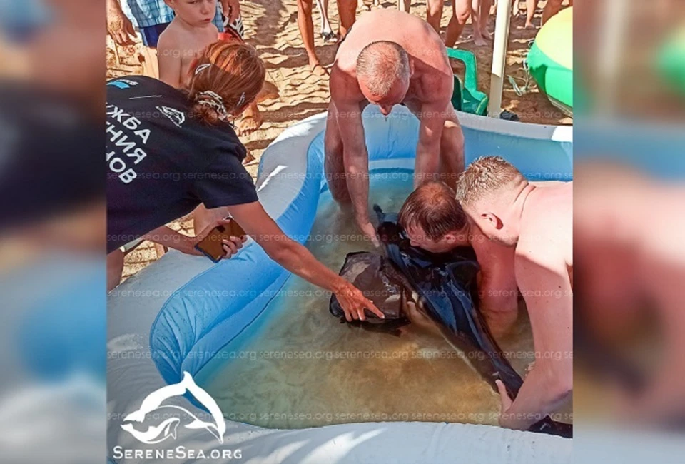 Истощенная самка дельфина выбросилась на берег в Феодосии. Фото: Центр "Безмятежное море"/Вконтакте