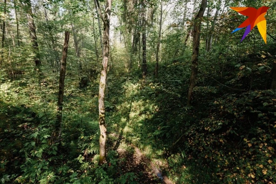 Погибшие деревья восстановят в рамках нацпроекта «Экология»