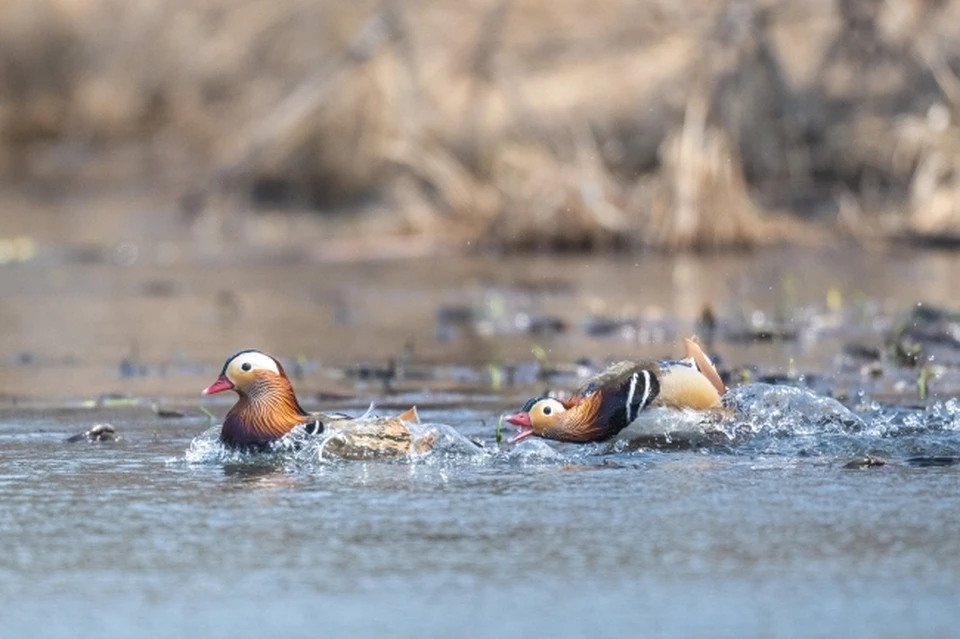 В Ростовской области на озере Маныч-Гудило зафиксировали массовый мор птиц