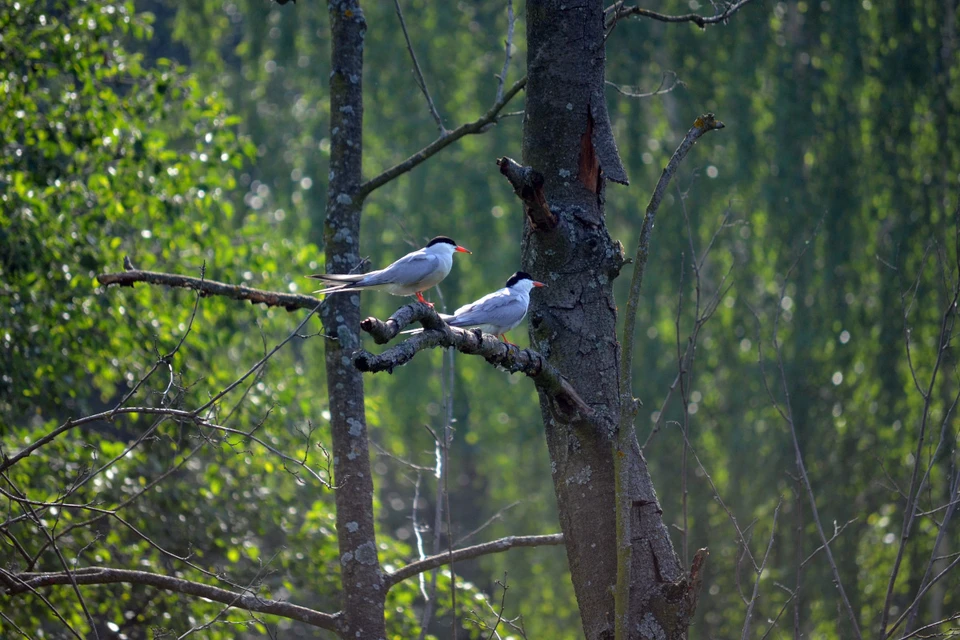 На прогулке можно встретить животных и птиц, увидеть редкие растения, узнать о них много интересного. Фото: ag.mos.ru