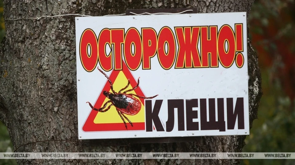 Клещи в Беларуси будут еще активны до ноября. Фото: belta.by