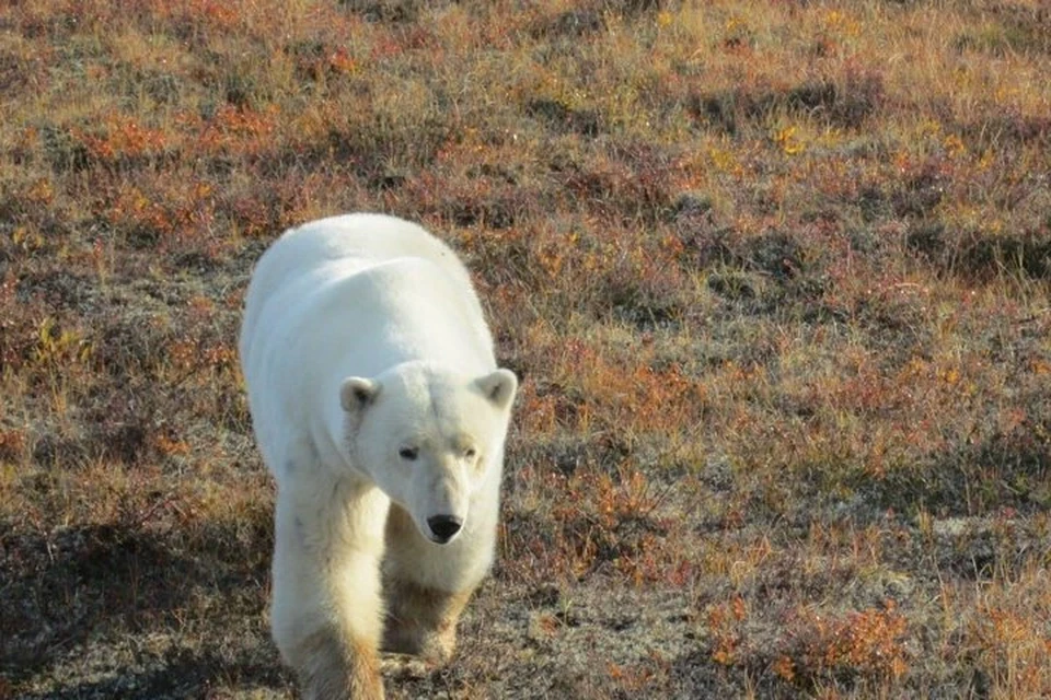 Фото: служба по охране биоресурсов ЯНАО. Пойманный медведь.