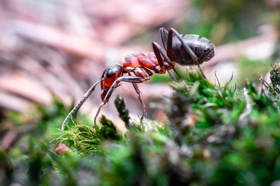 Европе угрожает нашествие красных огненных муравьев. Фото: pexels.com.