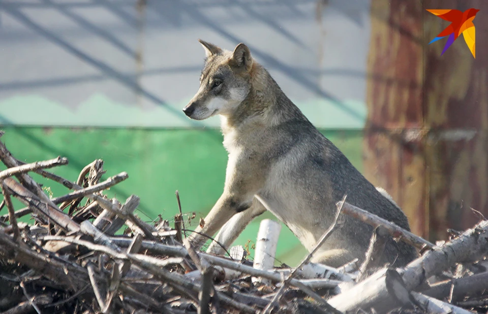 Утром 13 сентября в Печенгском округе заметили волка.