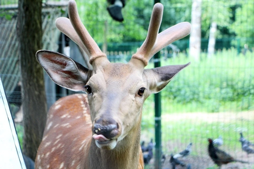 Центральный парк приглашает туляков поучаствовать в сборе желудей для оленей