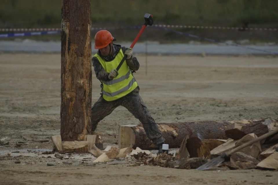 Природоохранная прокуратура провела проверку по факту незаконной вырубки деревьев в Ульяновске. Фото архив КП