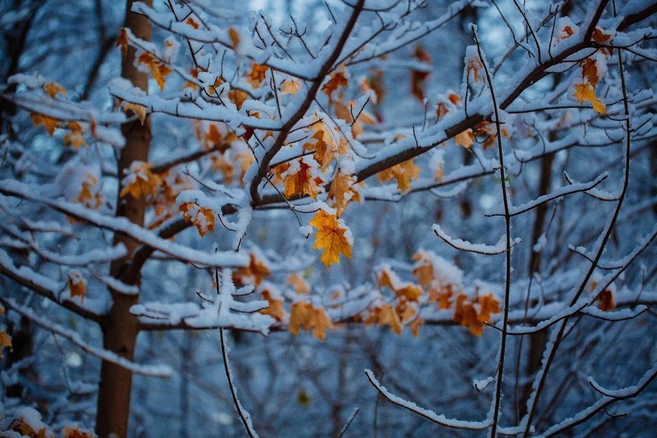 Фото - Unsplash.com