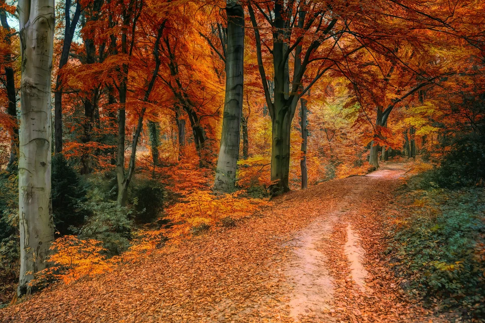 Фото - Unsplash.com