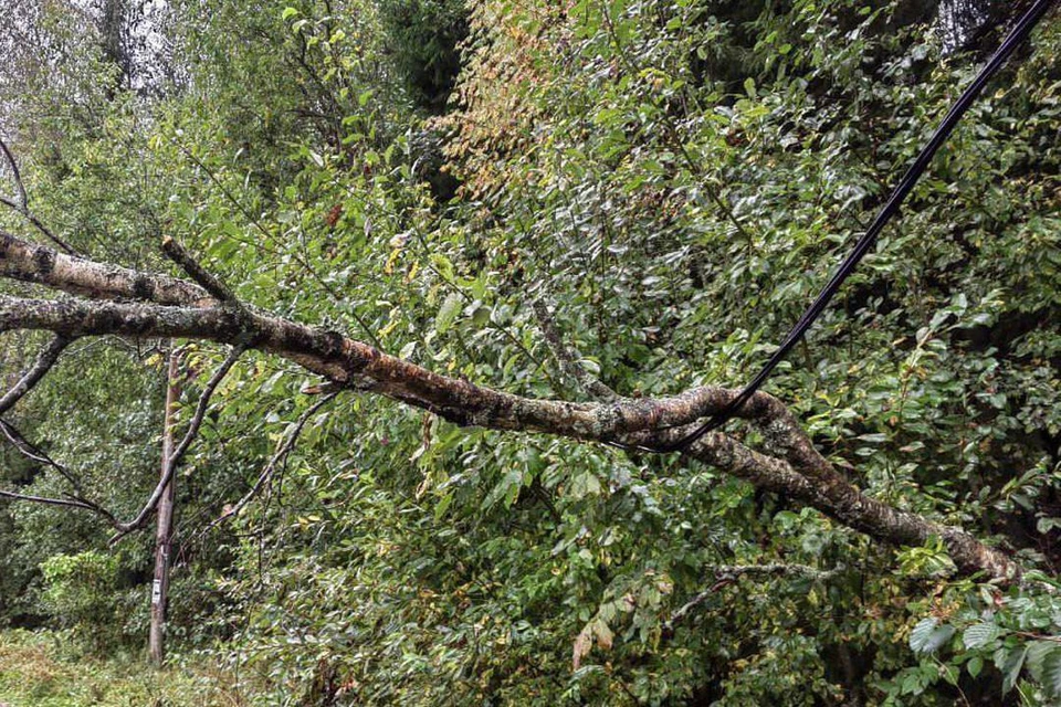 Упавшее из-за ветра дерево повредило провода в Выборге. Фото: соцсети