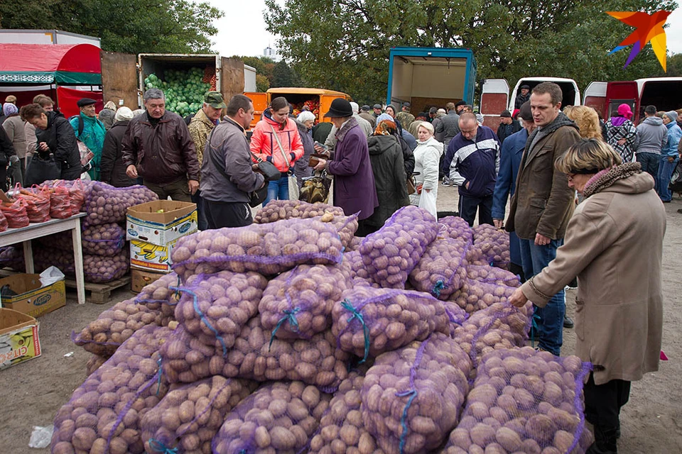 Картошка для белорусов - больше, чем хлеб.