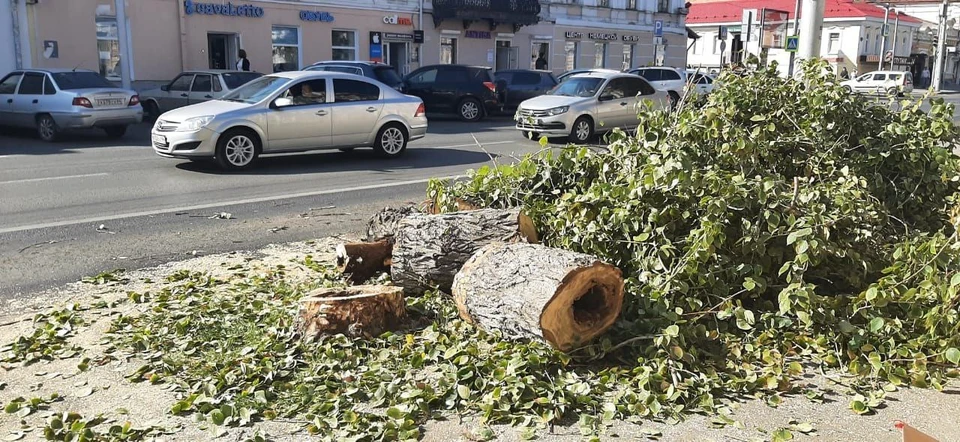 Были выявлены возрастные и усыхающие деревья, выкорчеваны тополя с хрупкой древесиной. (фото: мэрия Саратова)