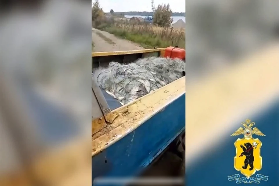 В Пошехонском районе двое мужчин незаконно поймали более четырех тысяч рыб