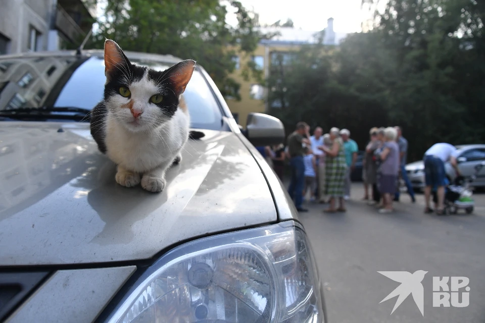 В поселке Александро-Невский Рязанской области подделали протокол общего собрания собственников многоквартирного дома.