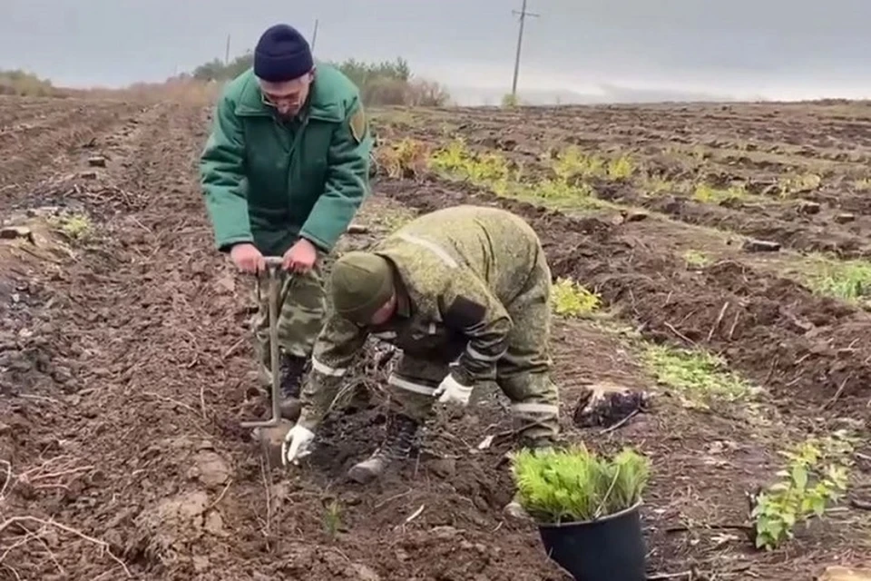 В ДНР сотни гектаров засеют саженцами деревьев до конца года. Фото: Правительство ДНР