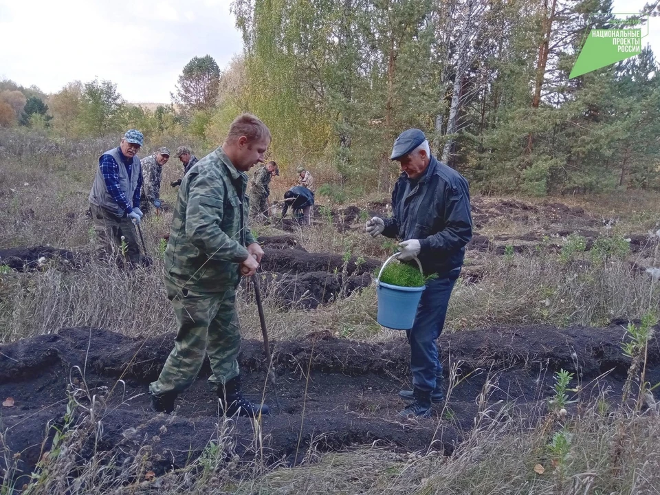 В Вешкаймском лесничестве на прошлой неделе высадили 1000 сеянцев сосны обыкновенной. ФОТО: минприроды УО
