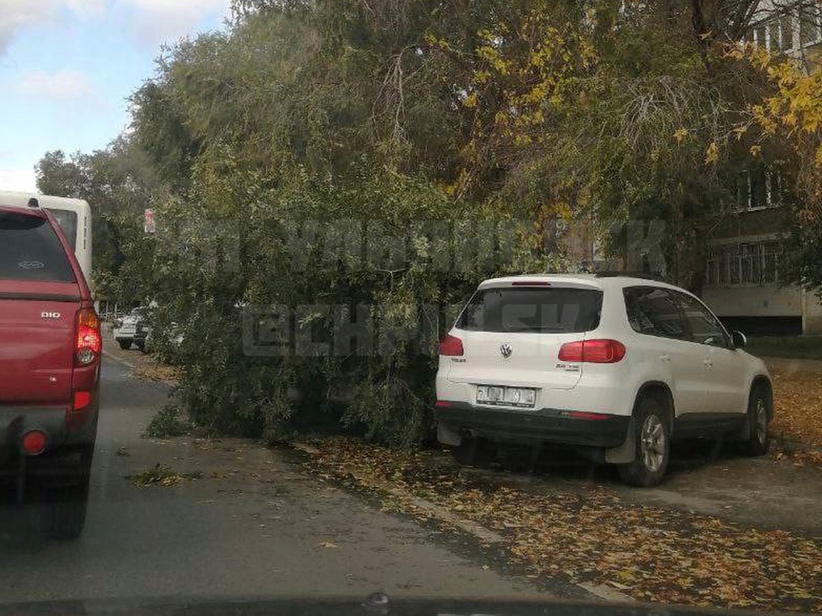 В Ульяновске на улице Камышинской на припаркованный автомобиль упало дерево  - KP.RU