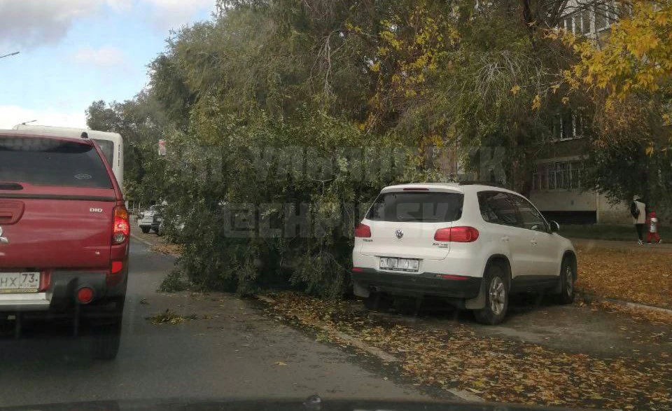 В Ульяновске на улице Камышинской на припаркованный автомобиль упало дерево | ФОТО: телеграм-канал ЧП-Ульяновск