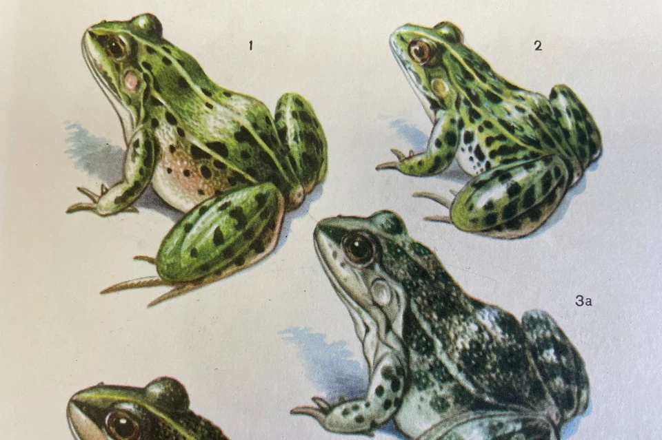 Так выглядят зеленые жабы, согласно одной из книг