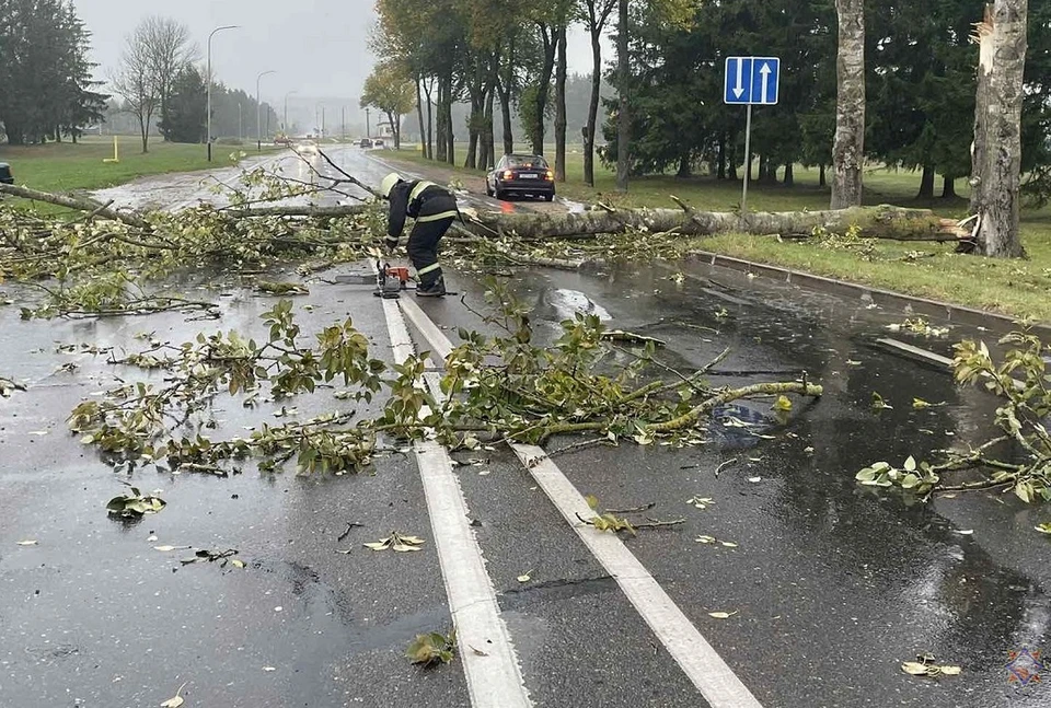 Недавний ураган в Беларуси валил деревья и обрывал провода. Фото: архив МЧС