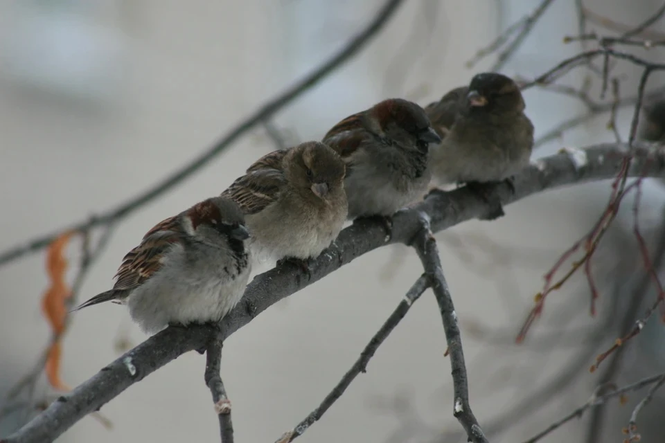 Рябинник / Turdus pilaris птица фото голос