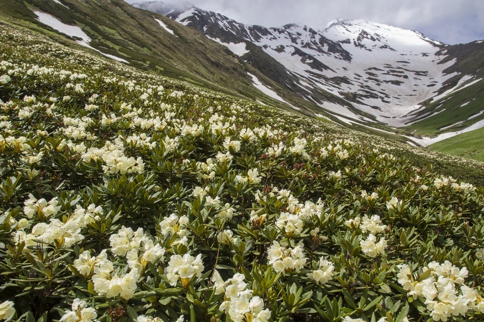 Фото: kavkazzapoved.ru