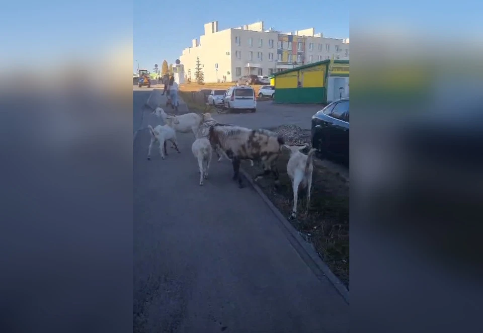 Стадо коз устроило себе променад по улице Устинова / Фото: vk.com/koshelev163