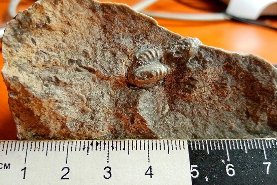 Окаменелый крымский трилобит Ditomopyge scitula, живший 250 миллионов лет назад. Фото: Виталий Свешников