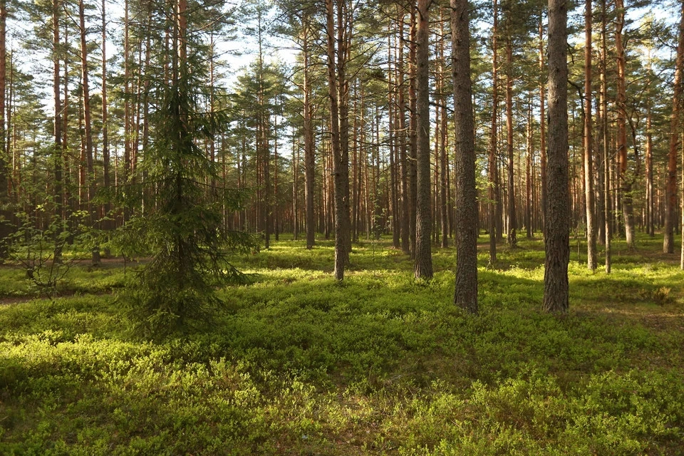 Теперь на данных территориях действуют определенные запреты