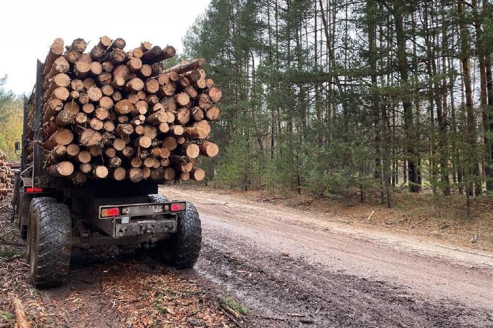 ФСБ задержало под Рязанью предпринимателя, вывозившего лес без документов. Фото: Рязанская межрайонная природоохранная прокуратура.