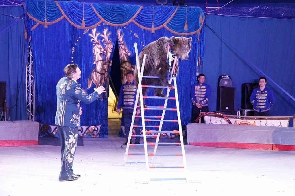 В прошлом гастрольном сезоне артисты цирка порадовали яркими представлениями тысячи горожан всех возрастов. Фото: ТГ/Моргун
