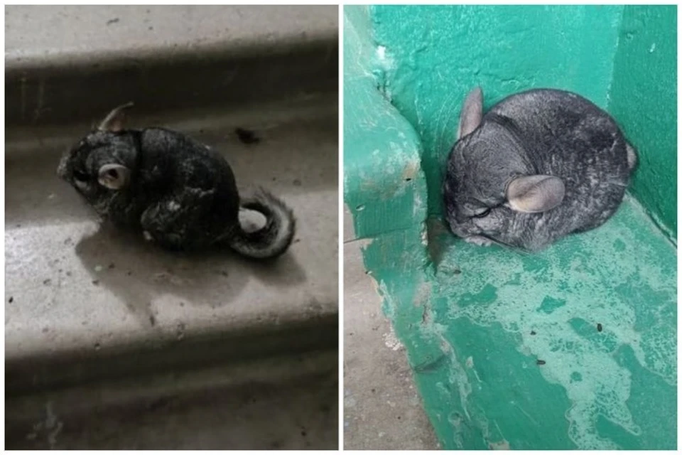 Зверьки сидели на холодных ступеньках. Фото: приют «Клякса» во «ВКонтакте»