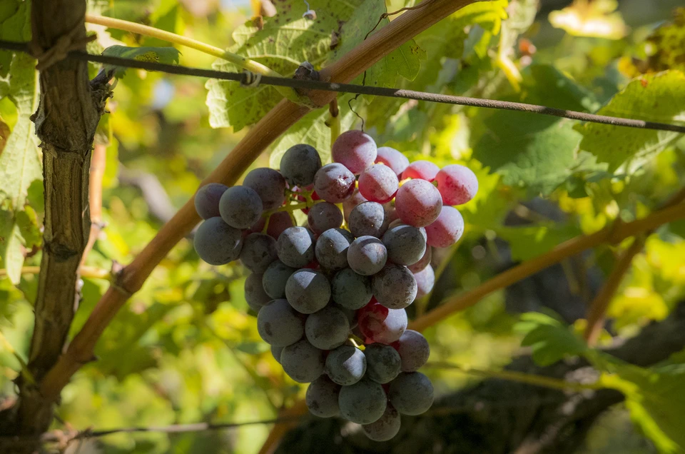 Виноделие на Дону - одна из жемчужин отрасли