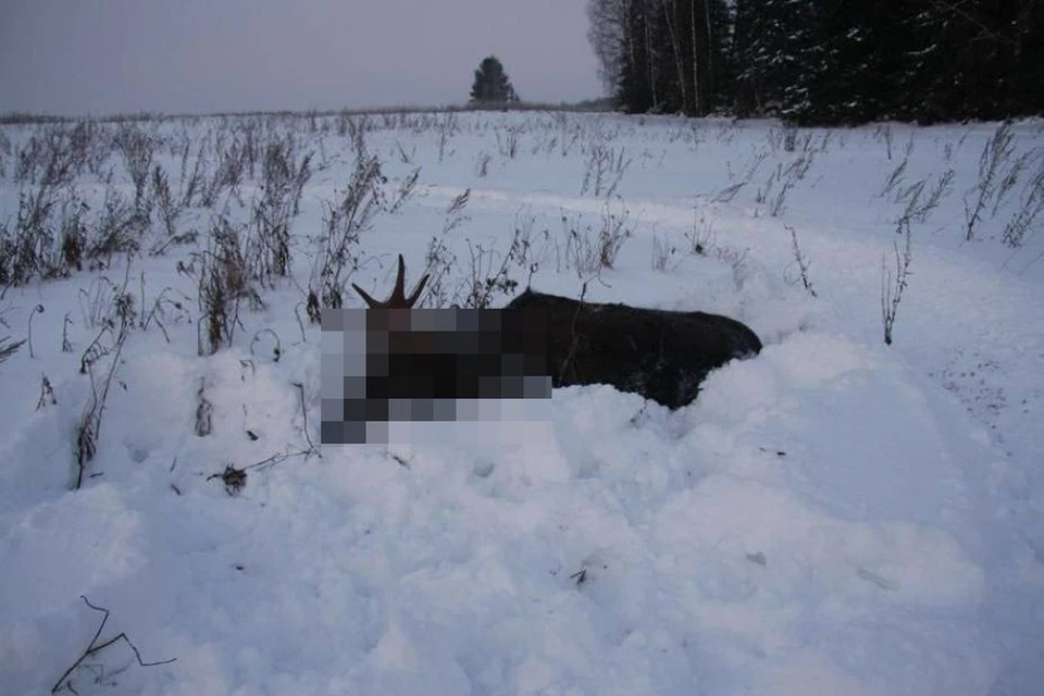 Охотники получили условный срок за убийство четырех лосей. Фото: прокуратура НСО