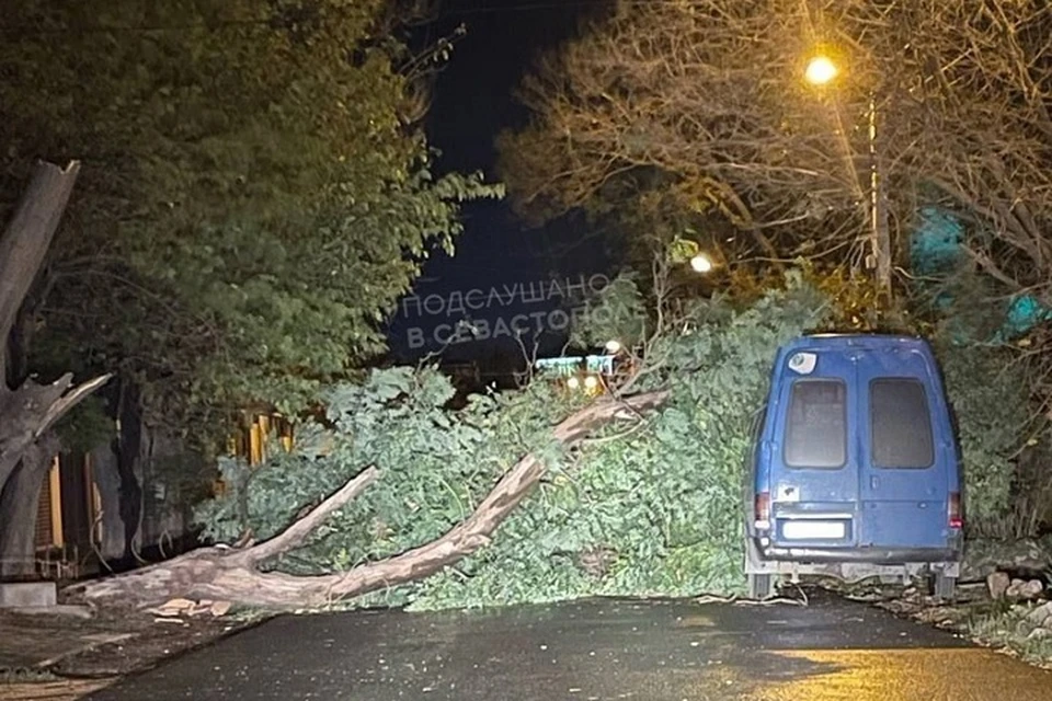 Ураган повалил деревья в Севастопооле в ночь на 12 ноября. Фото: Подслушано Севастополь/ВК