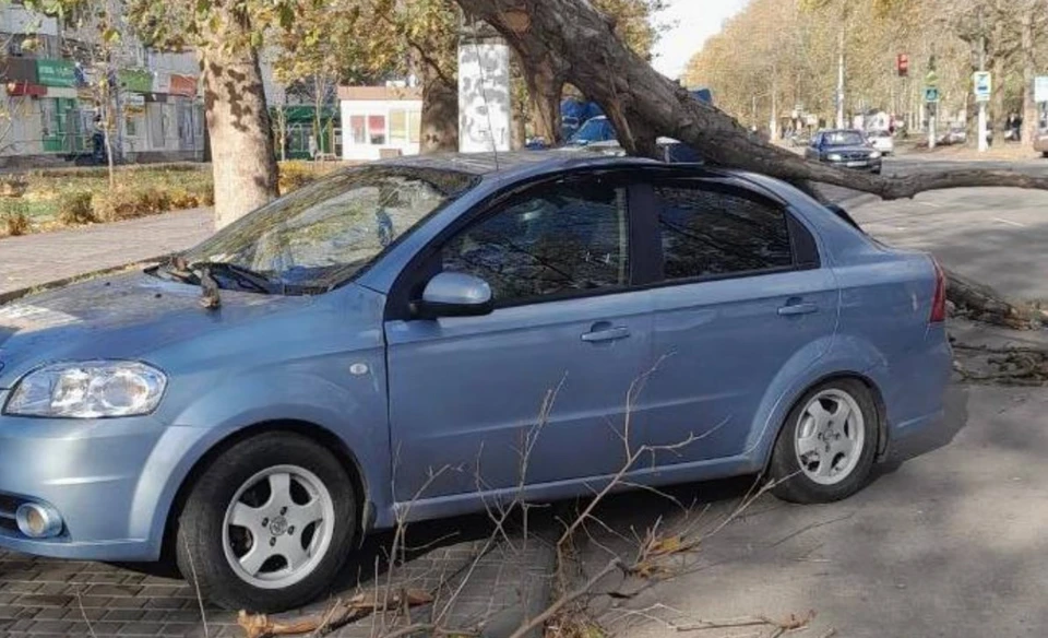 На автомобиль упало дерево. Фото - телеграм-канал администрации Мелитополя