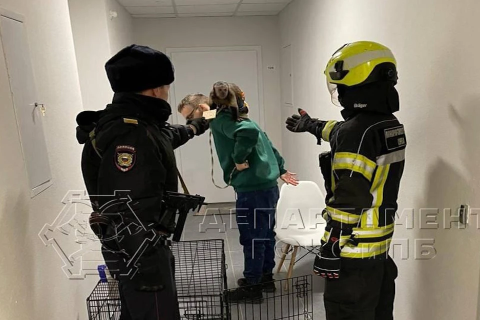 Москвича пришлось спасать от разъяренной обезьяны Фото: ДепГОиЧС